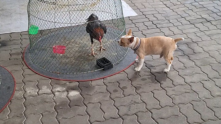 dog funny chicken