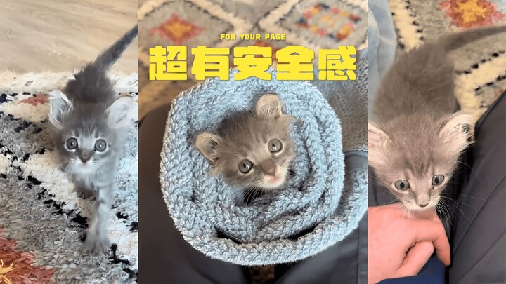 Suka kucing kecil yang dibalut rapat oleh kain 🍼