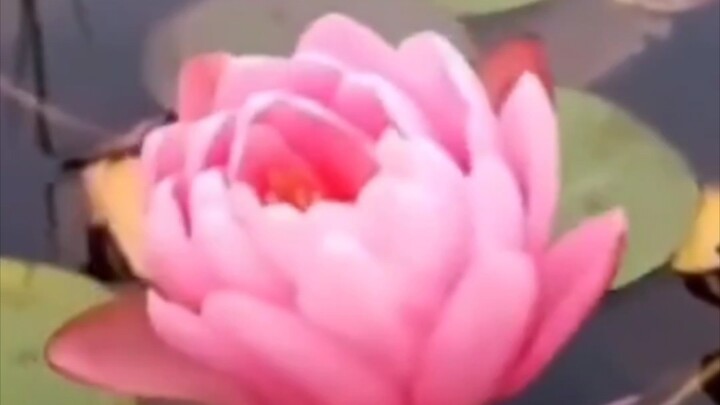 ไม่ใช่ว่าเธอไม่สวยพอ แค่ถูกความหม่นหมองบดบังไว้เท่านั้น