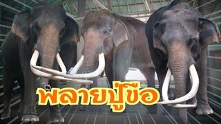 พึ่งรู้ว่าพลายปู่ขืออายุไม่ใช่น้อยๆอายุไม่ต่ำ70ปีแล้ว