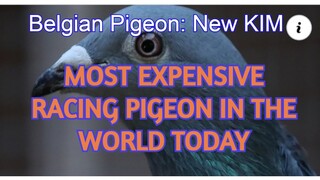 Most Expensive Pigeon in the WORLD today,  New Kim, New World Record