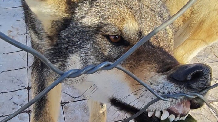 An Accident Happened While You Were Petting the Wolf