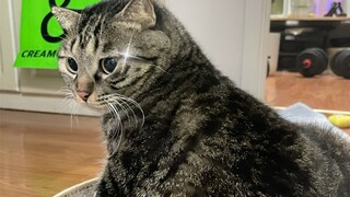 Baobao si Ratu Kegilaan Menari dengan Semangat!