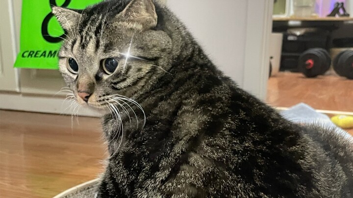 تشو جوان باو يرقص رقصة مذهلة!