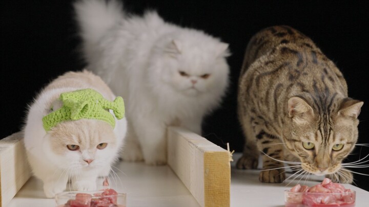 Ternyata kecantikan kucing dibayar dengan kecerdasan!