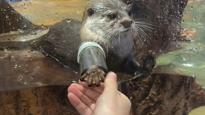 Shaking hands with a little otter is really easy!