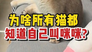 Why do cats know you are calling them "Mimi"?