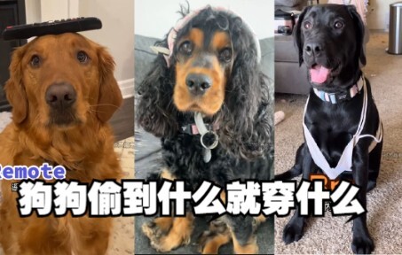 Aturan baru di rumah pemilik anjing: apa pun yang berhasil dicuri si anjing, itulah yang akan ia ken