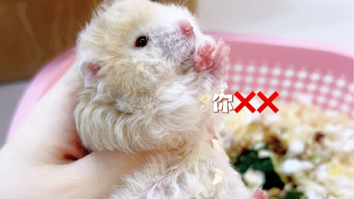 Golden Hamster Unboxing! Oh my gosh!!! How can there be such an adorable divine creature in this wor
