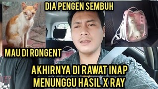 Kucing Jalanan Wajahnya Seperti Alien Part 3 Priksa Ke Dokter Di Ajak Naik Mobil Seneng Banget..!