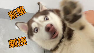 I challenged myself to hoop through a husky's ear, and my blood pressure shot up!