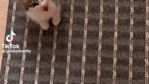 some everybody everybody scream aaaaaaaaa cute cat tiktok