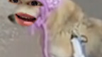 The Dog Agency speaks for you