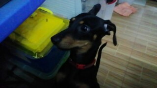 When your voice gets higher every time you baby talk with a dog 👁️👄👁️