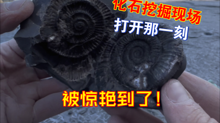 สวัสดีเจ้าตัวขี้เกียจ หลังจากผ่านไปสองร้อยล้านปี ในที่สุดเธอก็ตื่นขึ้นมาแล้ว～