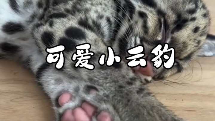 Macan Tutul Kecil yang Imut