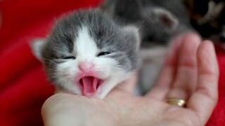 OMG So Cute Cats ♥ Best Funny Cat Videos 2021 #99