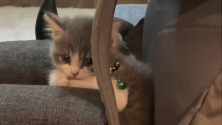 When You’re Too Busy to Play with Your Kitten