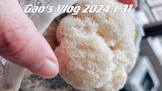 Menanam Jamur di Rumah 12.0! Hericium saya belum lengkap!!