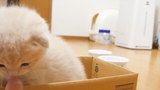 Boss và những chiếc hộp