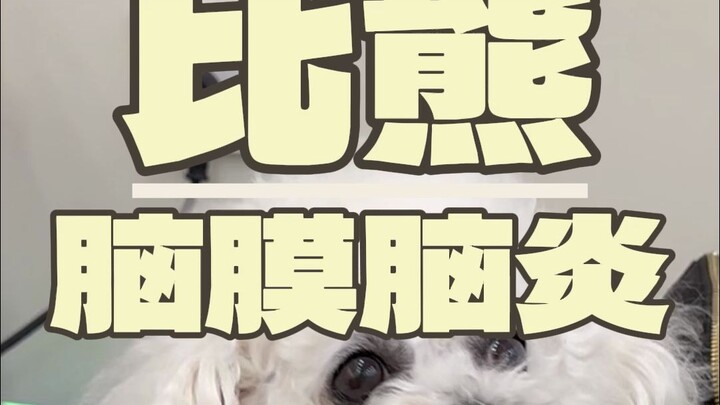 Apa yang harus dilakukan jika anjing tidak mau berjalan lurus??