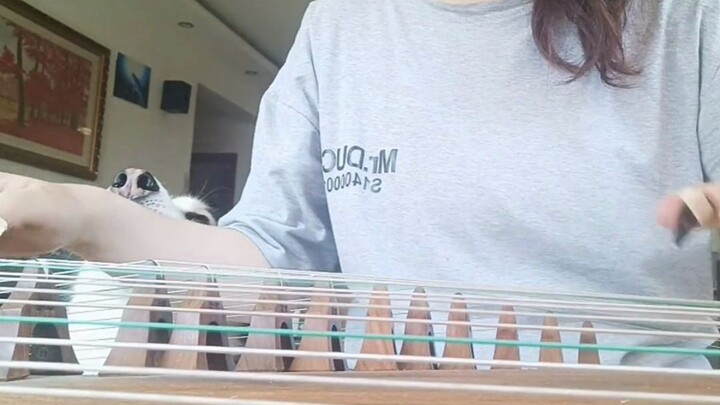 Wanita main guzheng, anjing husky jadi vokalis—si husky: Akhirnya aku menemukan sesama pencinta musi