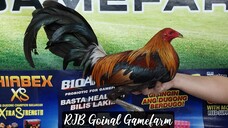 Gilmore x Pumpkin Win @ NGSC ARTAC 1 Stag Timbangan Derby 07/28/2023 #RJBGoinalGamefarm #TeamRJB