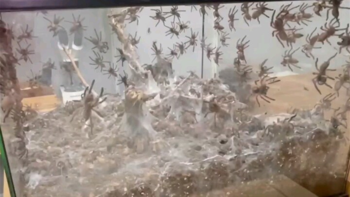 600 bird-eating tarantulas cohabiting in a single enclosure! The most awe‑inspiring record of spider
