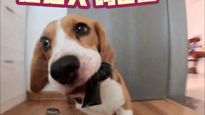 Trò chơi của chó Beagle: Dắt người đi dạo!