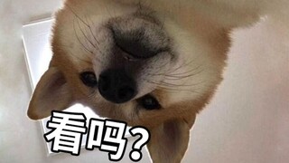 几十年前的动画也太好玩了！