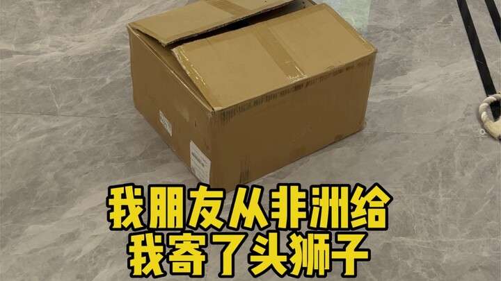 อย่าเชื่อเพื่อนฉันเด็ดขาด! ฉันรู้สึกว่านี่ไม่ใช่สิงโต