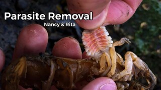 Parasite Removal from Nancy and Rita the Shrimp #shorts