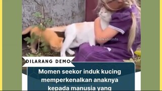 Induk kucing ini menunjukkan kepercayaan luar biasa pada manusia yang penuh kasih. Ia datang membawa