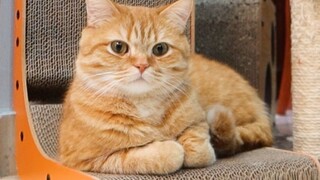 Cô ấy chỉ để lại số điện thoại của mình.