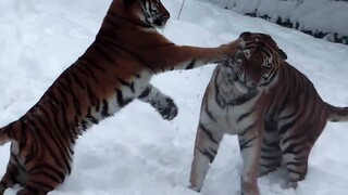 “Istriku, aku sudah datang!” Harimau Siberia dan sang istri muda yang manis