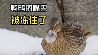 Those embarrassing moments for animals!