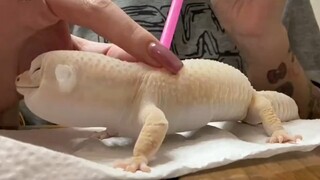 豹纹守宫吹吹气