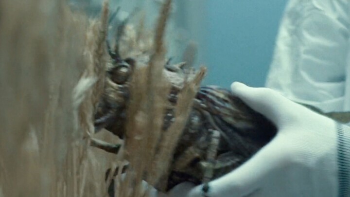 علماء يربّون جرادة عملاقة