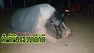 🐖น้องรวยขอนอนนอกบ้าน😴ฝันดีลูก...