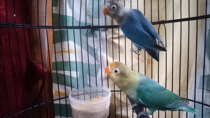 murahh!!  segini harga lovebird paud jenis parblue