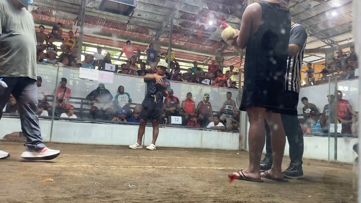 Early Bird 5stag Derby Champion 2nd fight Kelso/Roundhead