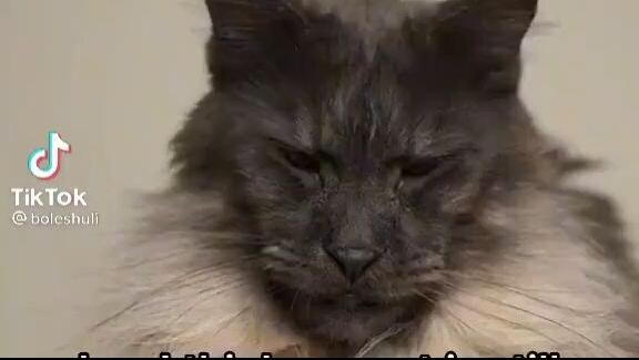 Cute and funny cat  (125)
