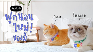 ฟูกนอนใหม่ มังนู่มมมมมมม ชิเอลแมวมึน คิรัวร์ตัวป่วน