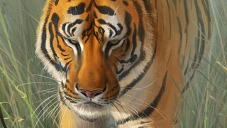 Time Lapse Painting - Tiger Mist