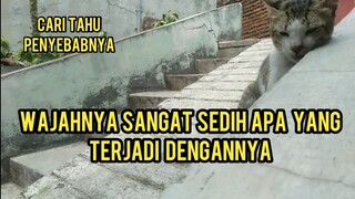 Kucing Jalanan Ini Lagi Patah Hati Datang Minta Makan Dengan Wajah Sedih Ini Penyebabnya..!