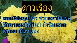ดอกดาวเรือง ช่วยสมานแผล แผลสด แผลไฟไหม้  สิวอักเสบ หรือแผลอักเสบมีหนองฯลฯ/ โดยฮอยไทยอีสาน
