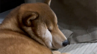 妈妈的好大儿（随心所欲吧）