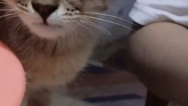 The cat with tearful eyes