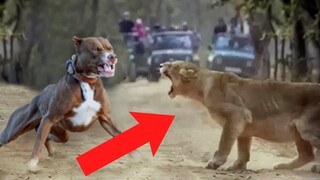 Dogs vs Wild Animals