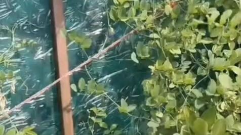 अपराजिता के फ़ायदे हमारे लाभ 😊
